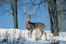 White Tail Deer