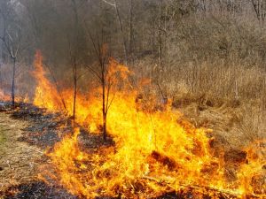 Controlled Burn